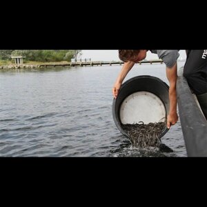 Palingrokerij Vlug B.V. image 4