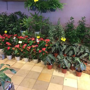 Sunny Flower image 1