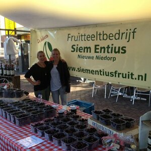 Fruitteeltbedrijf Siem Entius image 2
