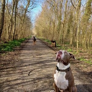 Honden Service Denk Helder image 3