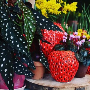 Amazing Wonen en Bloemen image 1