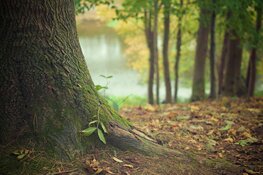 Bomen planten voor overleden kinderen: "Het voelt als een nieuw leven"