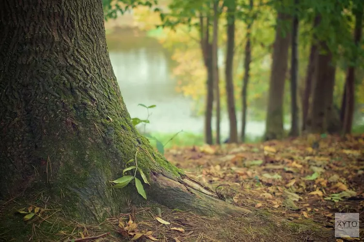 Bomen planten voor overleden kinderen: "Het voelt als een nieuw leven"