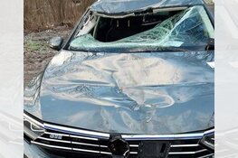 Paard overleden na aanrijding