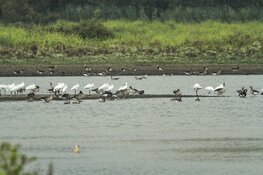 Het Moeras in de spotlights tijdens World Wetlands Day en Nationale Voorleesdagen