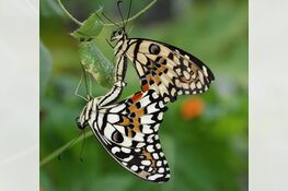 Vlindertuin Vlindorado vanaf Valentijnsdag geopend