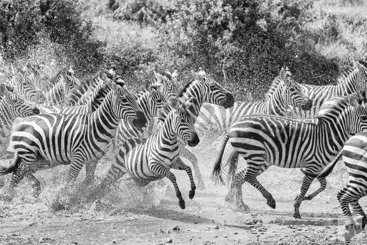 BBC Wildlife Photographer of the Year in Krabbendam!