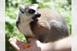 Landgoed Hoenderdaell verkozen tot &#39;Leukste uitje van Noord-Holland&#39;