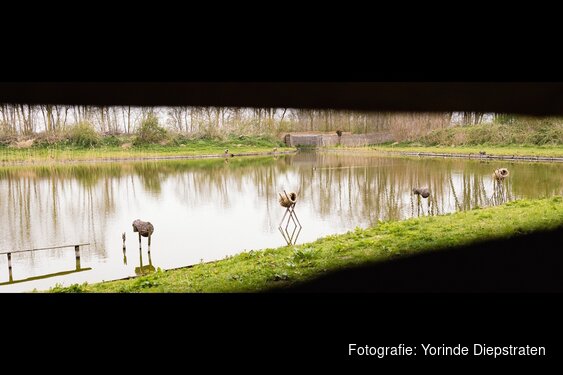 Kijkje achter de schermen bij eendenkooi ‘t Zand