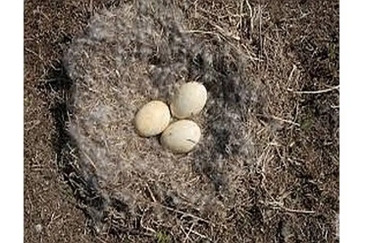 Nestbehandeling ganzen