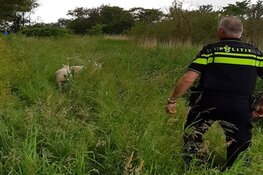 Ontsnapte schapen brengen verkeer langs N249 in gevaar