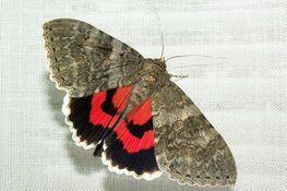 Nachtvlinders van het Wildrijk