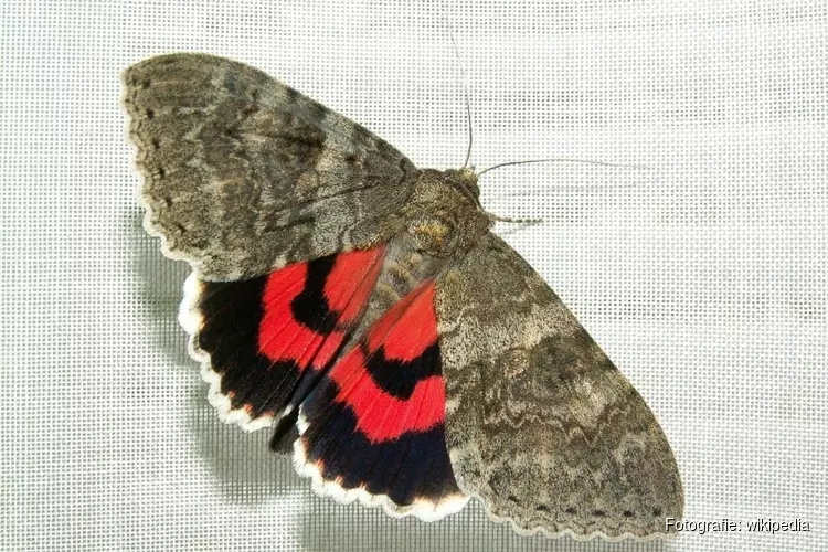 Nachtvlinders van het Wildrijk