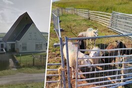 Schapen gestolen bij boerderij onder Hondsbossche Zeewering