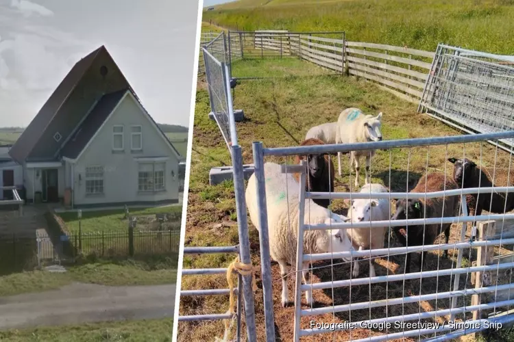 Schapen gestolen bij boerderij onder Hondsbossche Zeewering