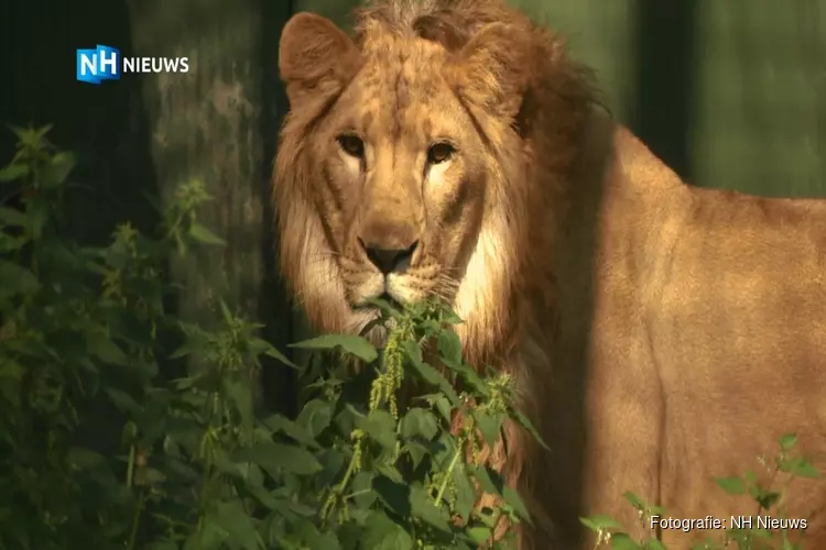 Leeuw Simba haalt voor het eerst een frisse neus