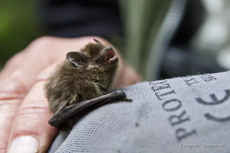 Vleermuizen spotten in het Wildrijk