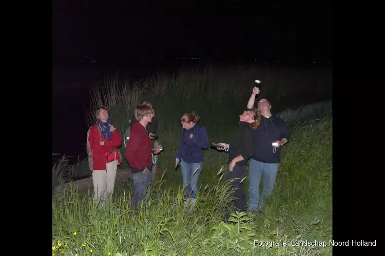 Vleermuizen in het Wildrijk