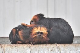 Über-schattige leeuwenkop-aapjes geboren in Landgoed Hoenderdaell