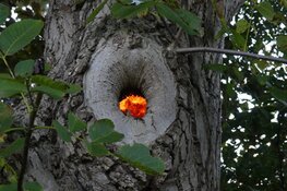 Boom in brand in Schagen