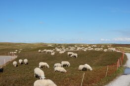 Prachtig gezicht: schaapskudde weer te zien in Noordduinen