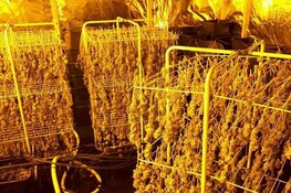 Grote hennepkwekerij aangetroffen