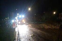 Boom op wegdek Verzetslaan