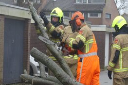 Boom Schagen over de weg