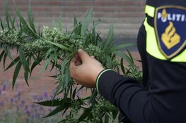 Hennepkwekerij met honderden plantjes gevonden in huis en loods in Oudesluis