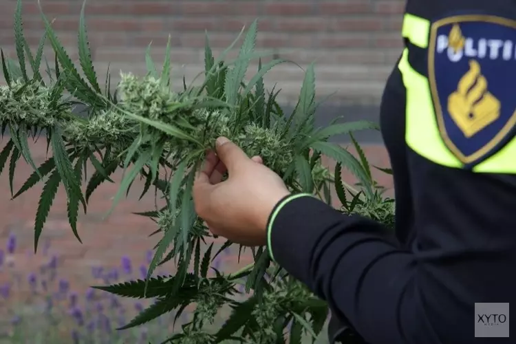 Hennepkwekerij met honderden plantjes gevonden in huis en loods in Oudesluis