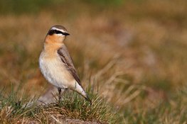 Sinds tientallen jaren broeden tapuiten weer in de Grafelijkheidsduinen