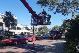Kat springt zelf uit boom na komst hoogwerker