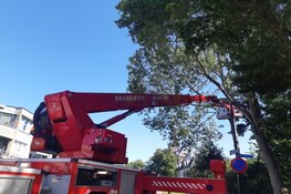 Kat springt zelf uit boom na komst hoogwerker