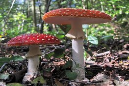 Paddenstoelen excursie in Wildrijk bij Sint Maartenszee