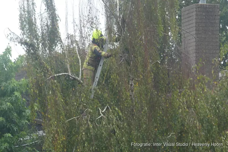 Vogel vast in boom in Schagen
