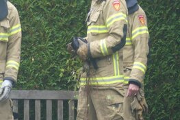 Vogel vast in boom in Schagen