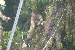 Vogel vast in boom in Schagen