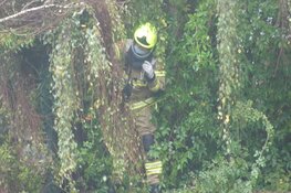 Vogel vast in boom in Schagen