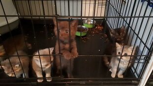 Invallen in onderzoek naar illegale handel in puppy’s en kittens