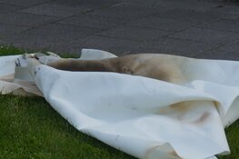 Brandweer snel ter plaatse bij brandje in woning Schagen