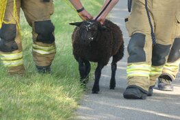 Brandweer redt schaap uit het water in Schagen