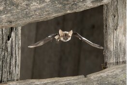 Vleermuizen spotten in Eendenkooi 't Zand