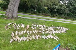 Massale vissterfte in Waldervaart te Schagen