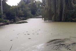 Massale vissterfte in Waldervaart te Schagen