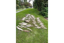 Massale vissterfte in Waldervaart te Schagen