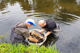 Massale vissterfte door zuurstofgebrek in Schagen: calamiteitenteam uitgerukt!