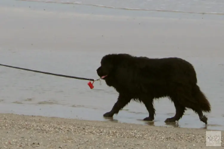 Aanlijnplicht voor honden en het voorkomen van bijtincidenten