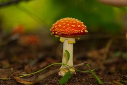 Start de vakantie met een herfstwandeling door het Wildrijk!