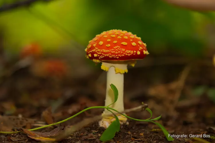 Start de vakantie met een herfstwandeling door het Wildrijk!