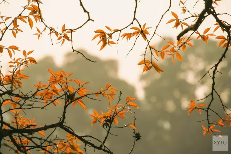 Da Capo pakt uit na de herfstvakantie